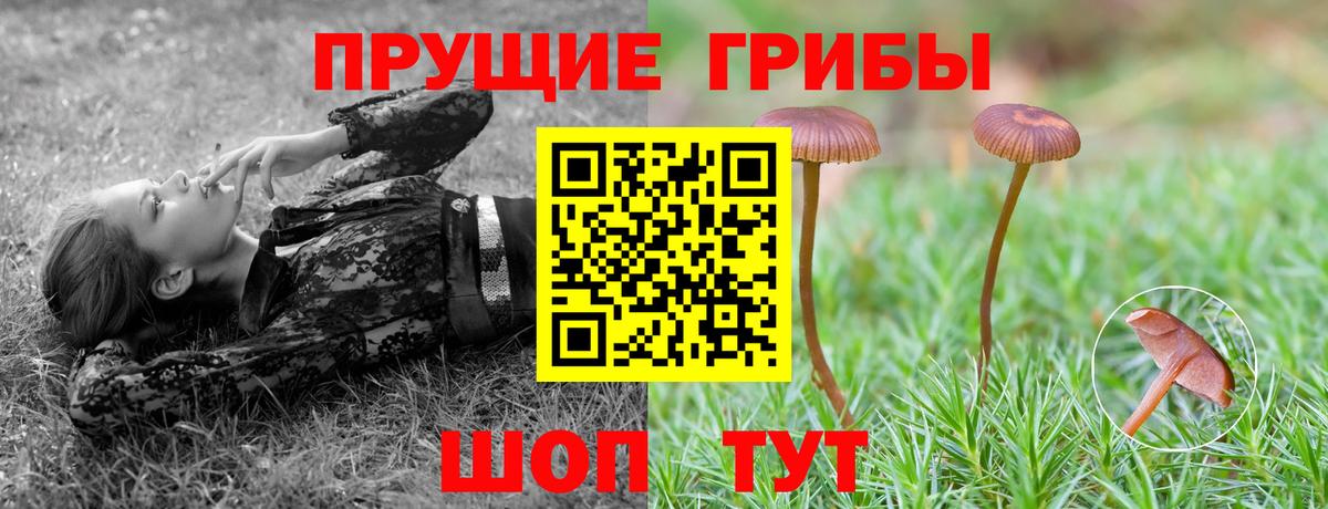 Галлюциногенные грибы Psilocybe Белорецк